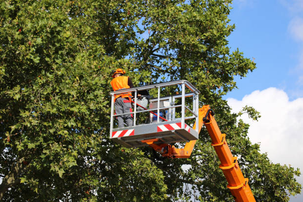 Best Tree Removal  in Ovilla, TX