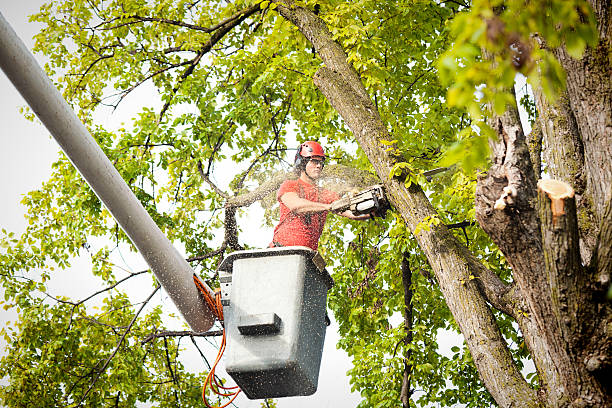 Professional Tree Care Services in Ovilla, TX